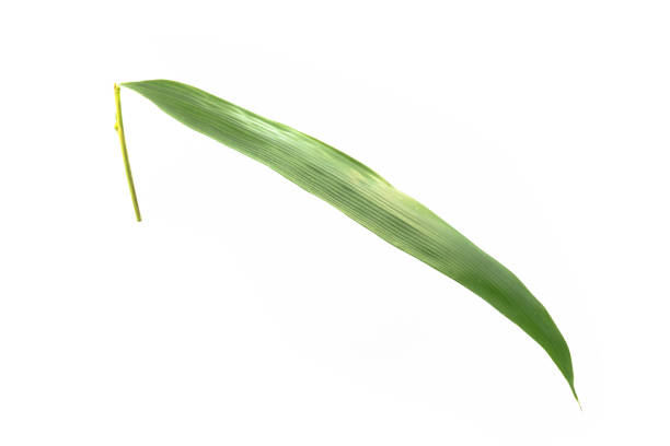 istock Close-up bamboo leaves on isolated white background,Clipping path. 1405446711
