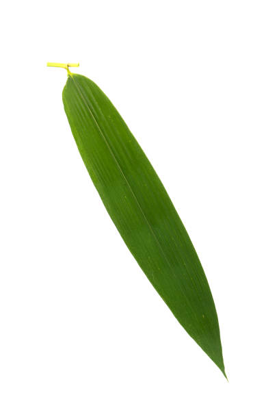 istock Close-up bamboo leaves on isolated white background,Clipping path. 1405446718