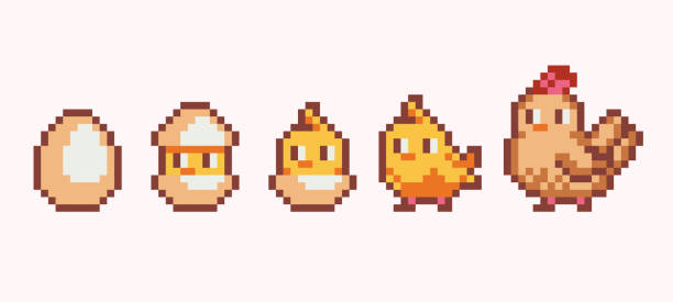 illustrazioni stock, clip art, cartoni animati e icone di tendenza di set di pixel art di chicken hatch. pulcino appena nato che cresce nella raccolta di galline. fasi di crescita. - animal egg chicken new cracked