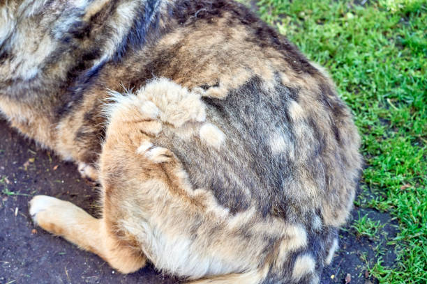 Причины демодекоза у собак