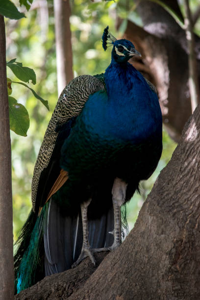 istock Primer plano de un pavo real 1405448351