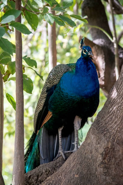 istock Primer plano de un pavo real 1405448381