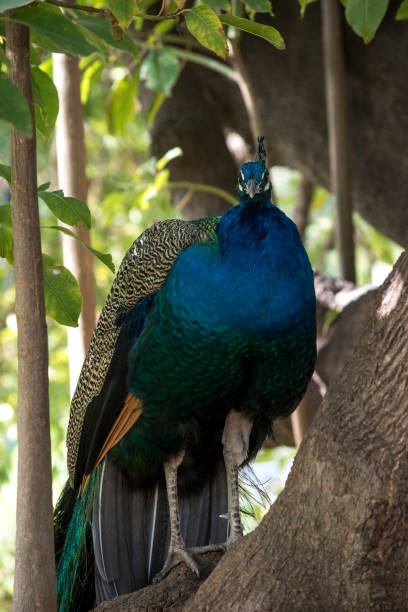 istock Primer plano de un pavo real 1405448493