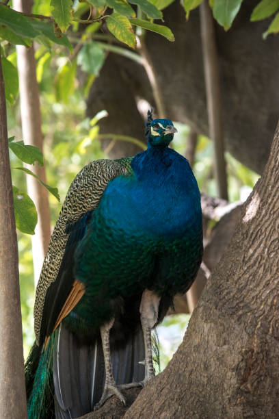 istock Primer plano de un pavo real 1405448512