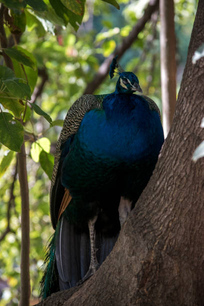 istock Primer plano de un pavo real 1405448597