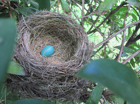 Robin's nest with blue egg built in a rhododendron.