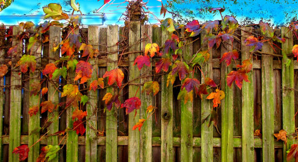 Boston Ivy in Autumn Boston ivy in fall colors on wooden fence. Boston Ivy stock pictures, royalty-free photos & images