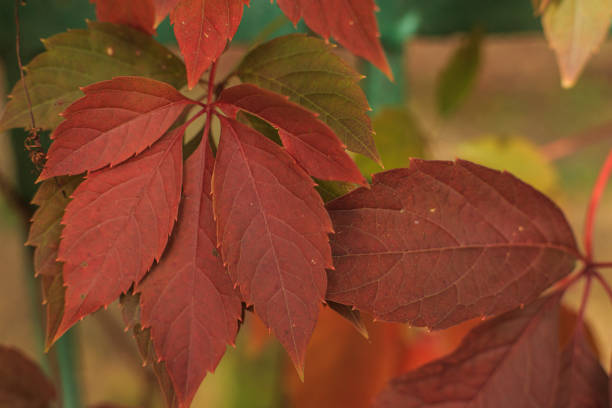 istock Wild grapes in the fall season. 1405449330
