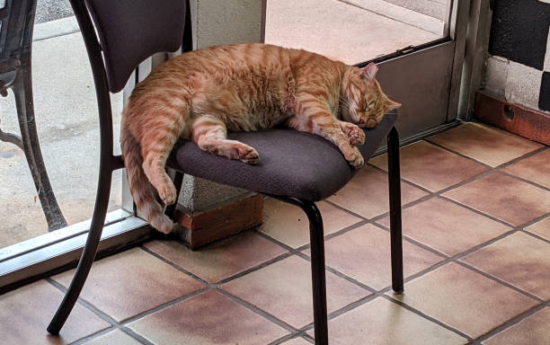 A Sleeping Feline stock photo