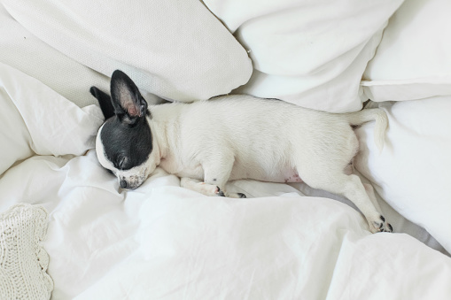 Small cute chihuahua puppy lying on the bed