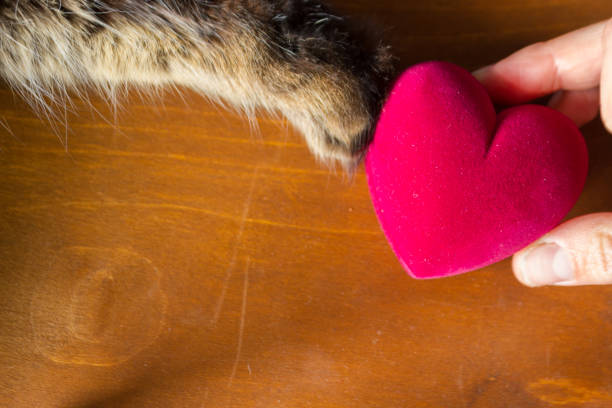 istock Cat and human hold a heart 1405449949
