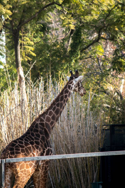 istock Giraffe in the ecopark 1405451081
