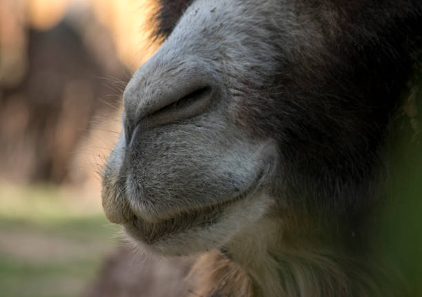 Animal in the Ecopark