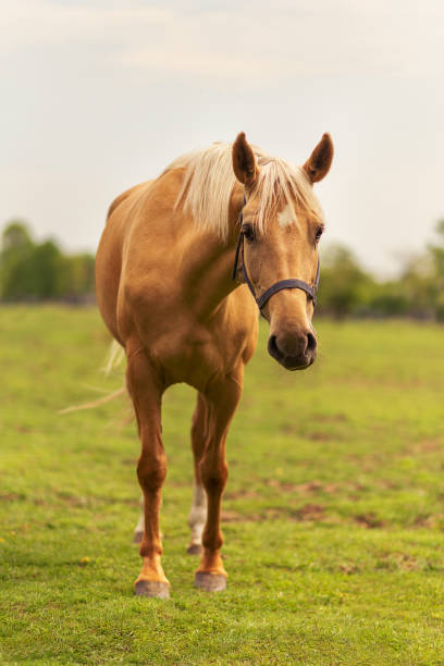 istock young horse on pasture 1405451500