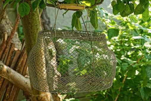 one empty gray metal mesh fish basket hanging on a tree branch in nature