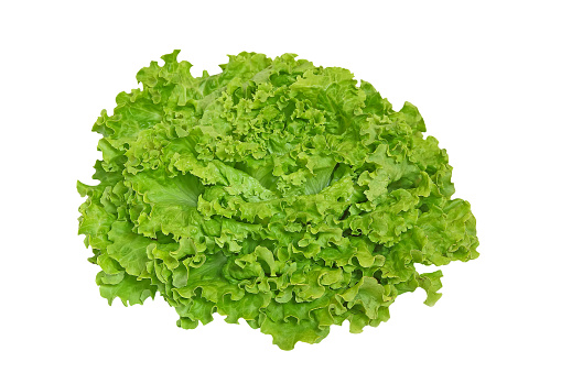 A green lettuce oak salad isolated on a white background.