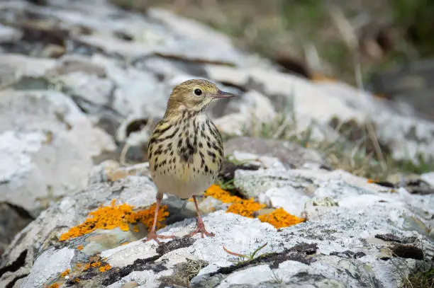 The beautiful little bird stands on rocks that have lichen growing