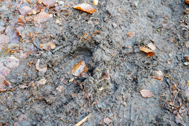 istock Close up of a muddy damp path 1405453133