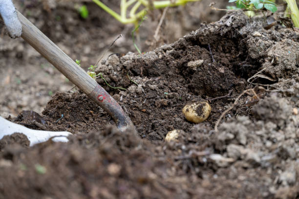 istock Potato digging in a home garden 1405454472