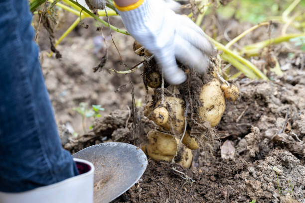 istock Potato digging in a home garden 1405454569