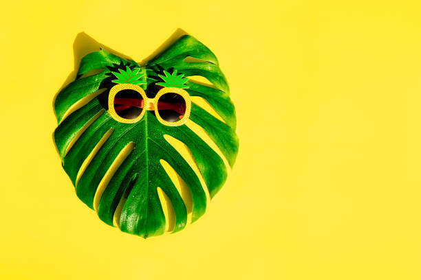istock Funny pineapple shape sunglasses on the fresh monstera leaf with water drops and sunlight shadow on yellow background. Creative summer vacation. Trendy sunbathing abstract idea. Sun protecting idea. 1405458396