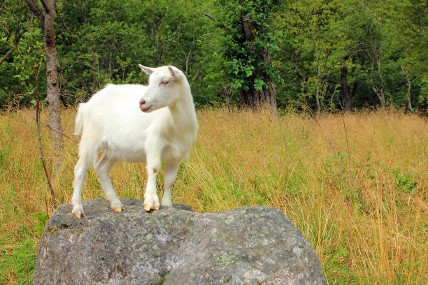 White goat in the national park, Norway