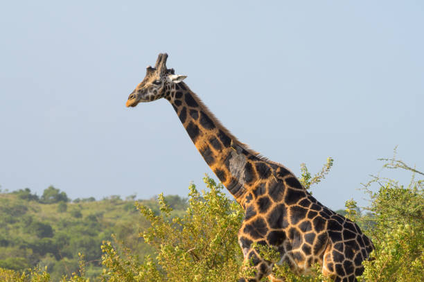 istock A giraffe in Murchison Falls National Park 1405459202