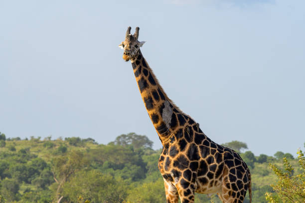 istock A giraffe in Murchison Falls National Park 1405459252