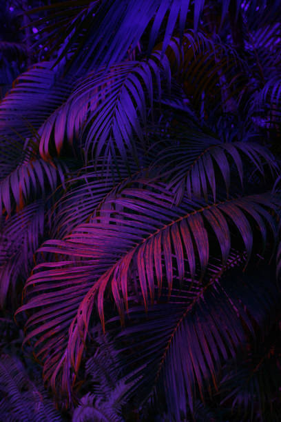 istock neon light on palm tree leaves, floral background 1405460033