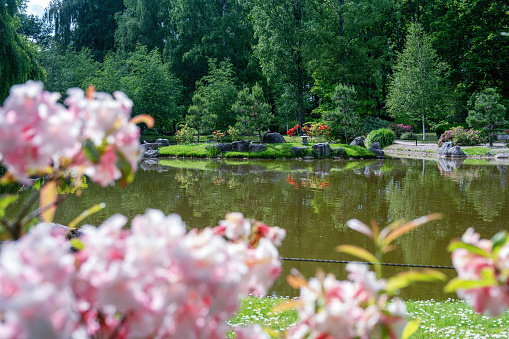 amazing red rhododendron bush blossoms  and pond and stones and small lantern  in   japanese garden in Tallinn in Kadriorg