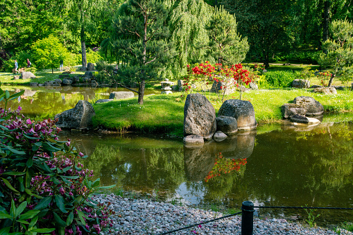 beautiful japanese garden in summer