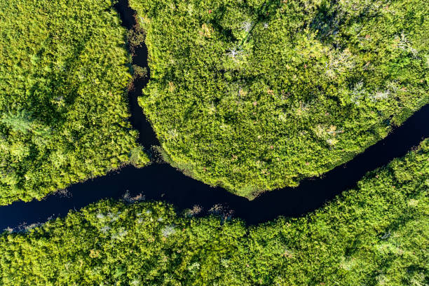 istock Wetland Landscape 1405462108