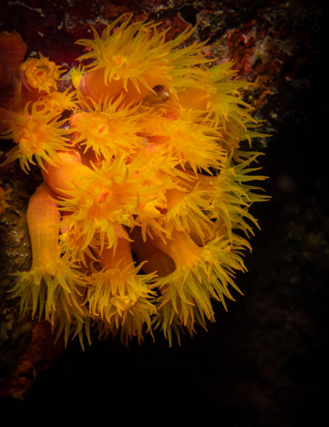 istock Macro underwater life in the Caribbean 1405464220