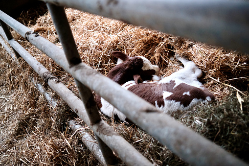Calf lying in the straw in the stable