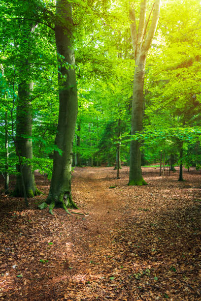 istock Pathway in leafy summer forest with sun light. Idyllic czech landscape 1405466171