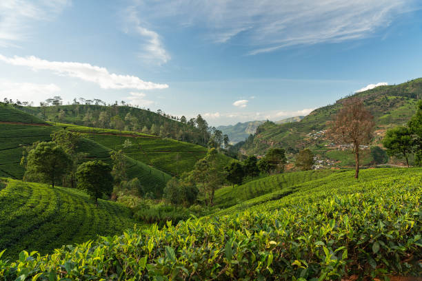 istock Tea green field, Sri Lanka, Nuwara Eliya 1405467302