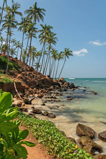 istock Ocean tropical beach with palms, Mirissa, Sri Lanka 1405467324