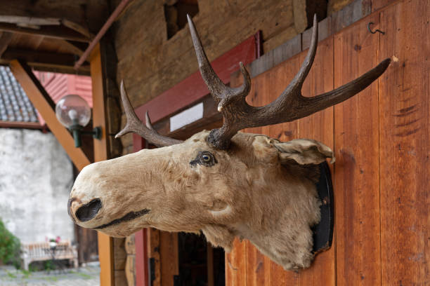 istock Deer head on the house, Norway, Bergen 1405467358