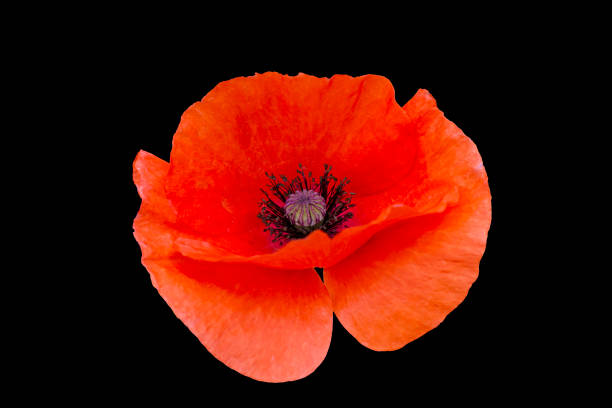 istock big red poppy flower on black background 1405469001