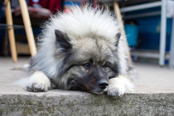 ritratto di un keeshond che giace su un sentiero concreto. - keeshond foto e immagini stock