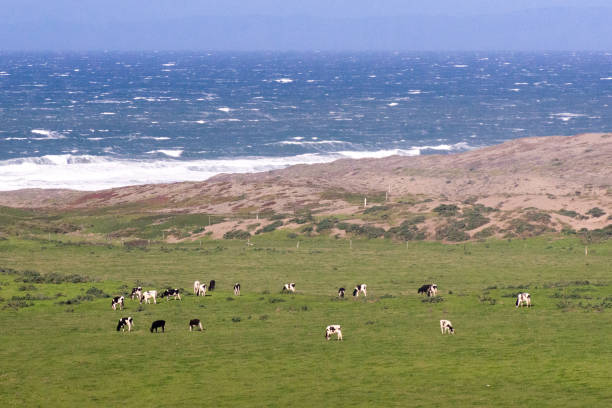 Cows out to pasture on the ocean at Point Reyes National Seashore stock photo
