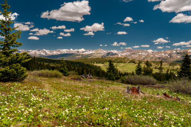 Winter snows still cling to the ground in the shadows atop Shrine Ridge in Summit County Colorado.
