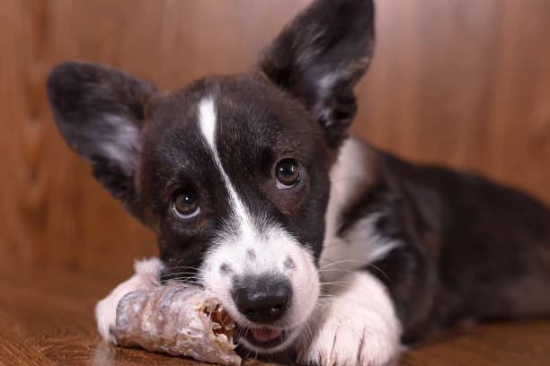 istock Cute puppy Welsh corgi pembroke with bone. Pets. A thoroughbred dog 1405472314