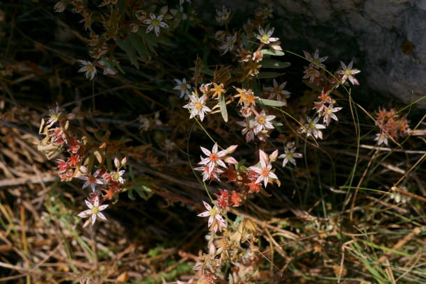 istock Wild flowers - Spanish stonecrop; Sedum hispanicum 1405472373