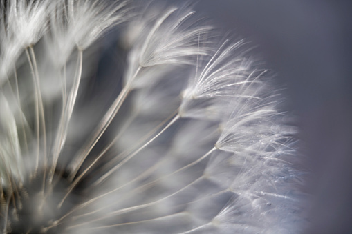 Part of a dandelion blowball captured at the dawn, Moscow region, Russia
