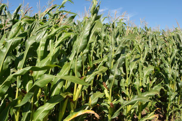 istock In the field on the background of the sky corn grows 1405473948