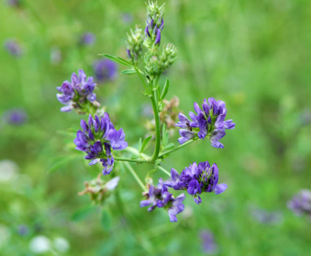 istock The field is blooming alfalfa 1405474072
