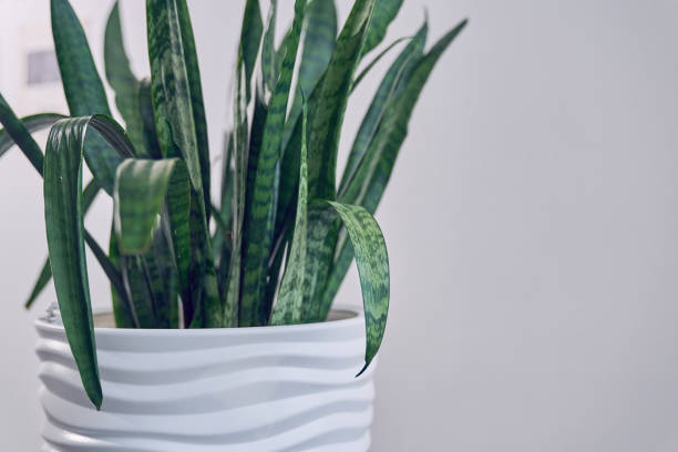 istock Indoor plant Sansevieria trifasciata in a white ceramic pot on a light background in a minimalist style close-up. With space to copy. 1405474494