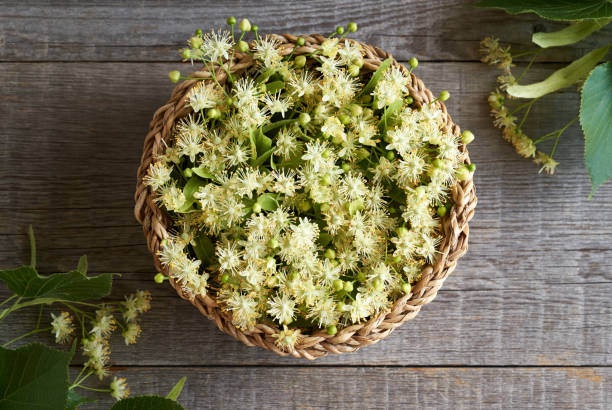 Fresh lime tree or Tilia cordata blossoms in a basket Fresh linden flowers in a wicker basket, top view tilia cordata stock pictures, royalty-free photos & images