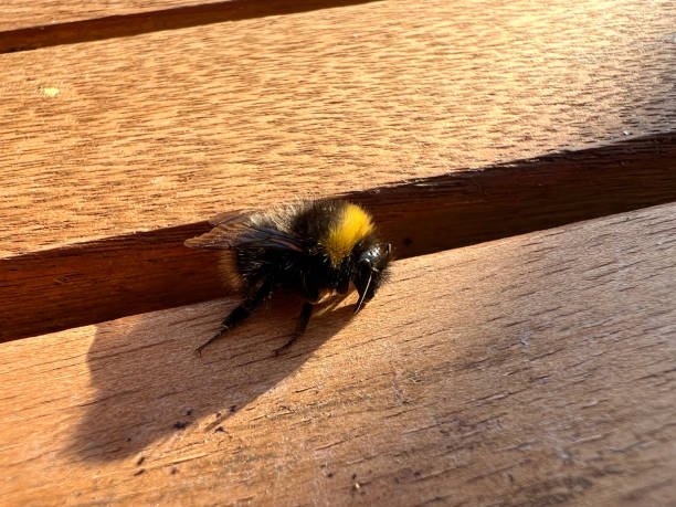istock A macro image of a bumble bee on a wooden table. 1405475237
